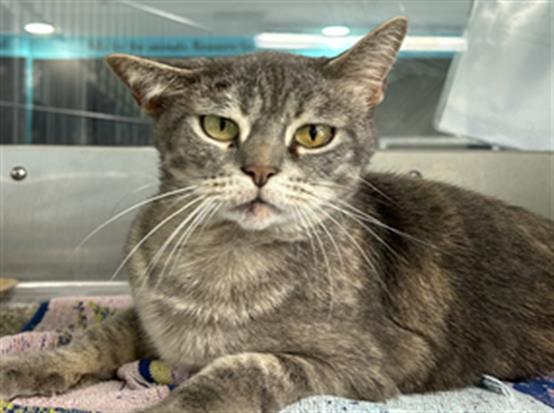 adoptable Cat in Grand Prairie, TX named COSMA