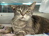 adoptable Cat in Grand Prairie, TX named COSMA
