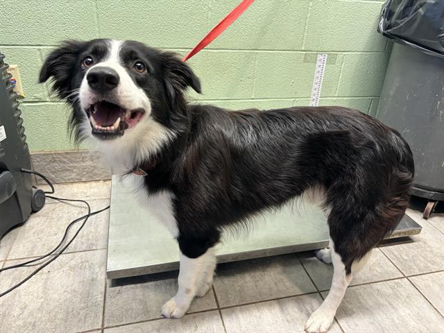 adoptable Dog in Grand Prairie, TX named ROCO