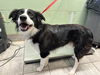 adoptable Dog in  named ROCO