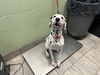 adoptable Dog in  named ROCKET