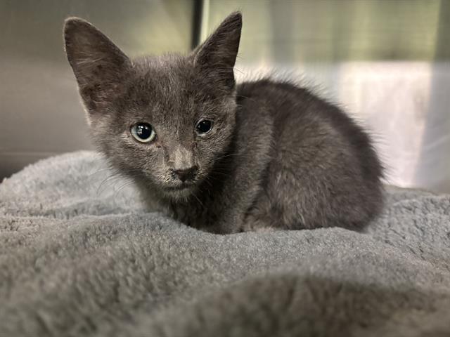 adoptable Cat in Grand Prairie, TX named DARLA