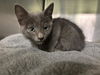adoptable Cat in  named DARLA