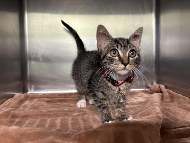 adoptable Cat in Grand Prairie, TX named PANDORA