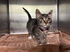 adoptable Cat in  named PANDORA