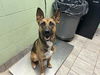 adoptable Dog in  named PINKIE PIE