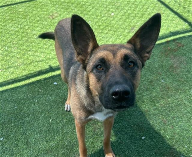 adoptable Dog in Grand Prairie, TX named PINKIE PIE