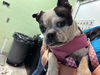 adoptable Dog in  named MOLLY