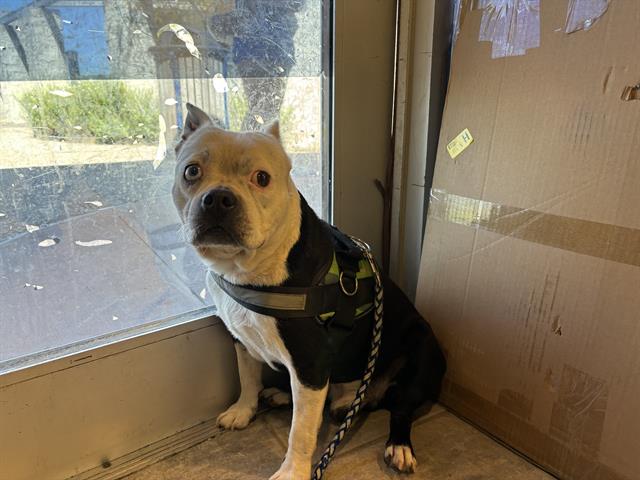 adoptable Dog in Grand Prairie, TX named CAPO