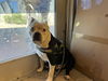 adoptable Dog in  named CAPO