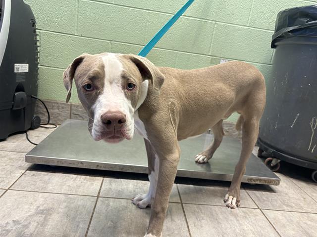 adoptable Dog in Grand Prairie, TX named SALMON