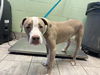 adoptable Dog in  named SALMON