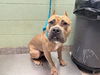 adoptable Dog in  named PEANUT BUTTER