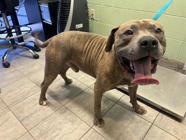 adoptable Dog in Grand Prairie, TX named GATITO