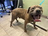adoptable Dog in  named GATITO