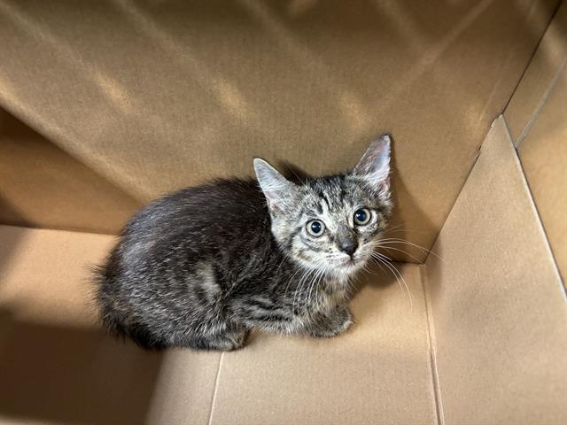 adoptable Cat in Grand Prairie, TX named CHEEZY