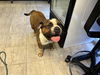 adoptable Dog in  named CHARLIE