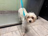adoptable Dog in  named STEPHANIE