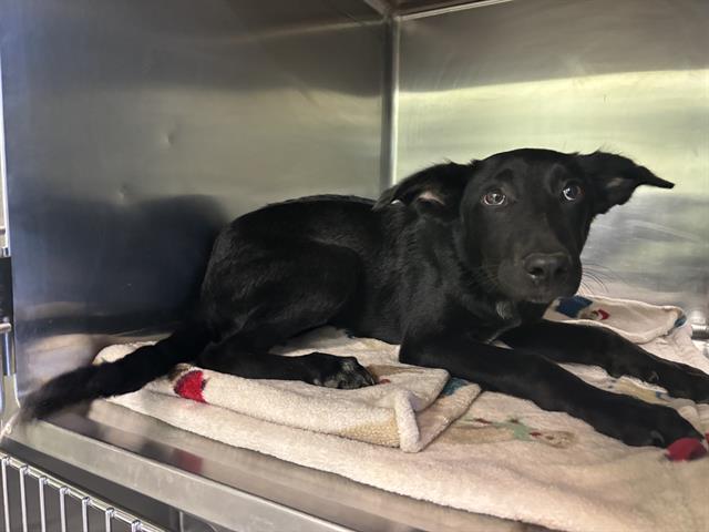 adoptable Dog in Grand Prairie, TX named HENRY