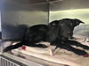 adoptable Dog in  named HENRY