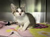 adoptable Cat in  named MEDUSA