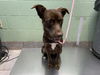 adoptable Dog in  named CHOCOLATE CHIP