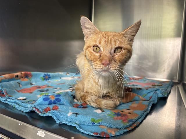 adoptable Cat in Grand Prairie, TX named A226136