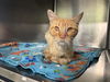 adoptable Cat in  named A226136