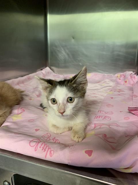 adoptable Cat in Grand Prairie, TX named TATER