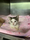 adoptable Cat in  named TATER