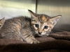adoptable Cat in  named MILLY