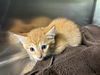 adoptable Cat in  named DILLY