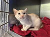adoptable Cat in  named SIA
