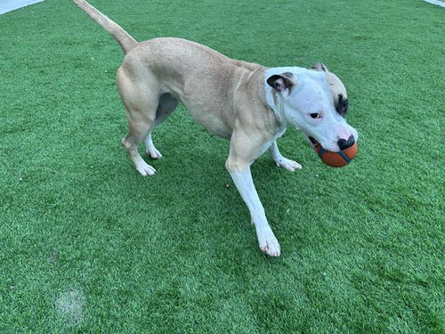 picture of the dog needing adoption