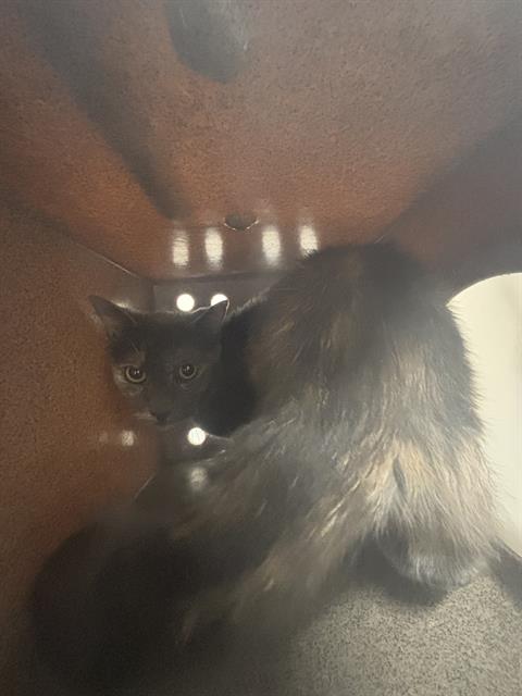 ELLA