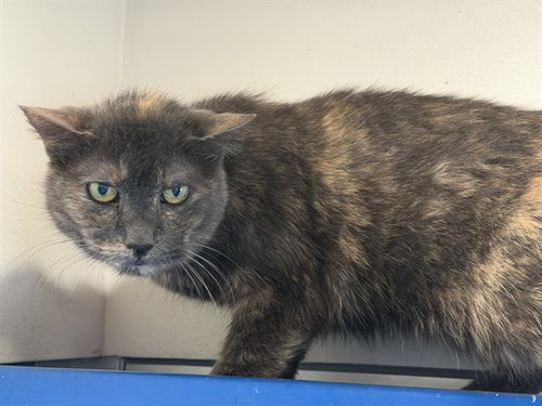 ELLA, Senior Domestic Short Hair / Mixed (medium coat), cat for adoption in Hurst, Texas