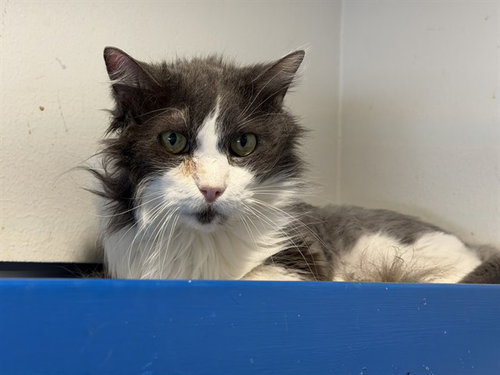 JUNIOR, an adoptable Domestic Long Hair in Grand Prairie, TX