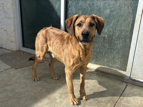 picture of the dog needing adoption