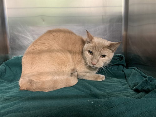 picture of the cat needing adoption