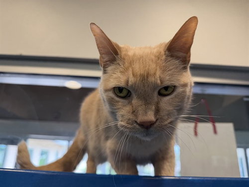 ARTHUR, Senior Domestic Short Hair / Mixed (medium coat), cat for adoption in Hurst, Texas