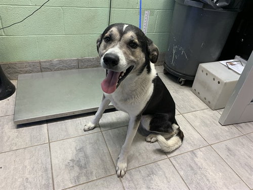 picture of the dog needing adoption