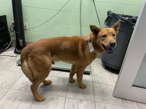 picture of the dog needing adoption