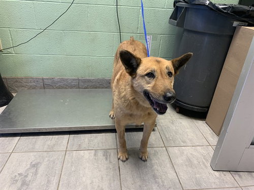 picture of the dog needing adoption