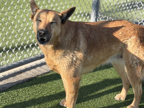 picture of the dog needing adoption