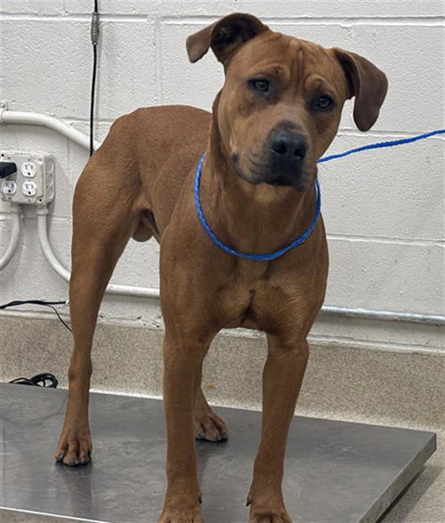 picture of the dog needing adoption