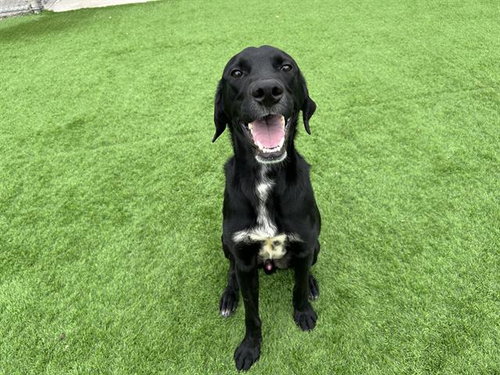 BROCCOLI, an adoptable Labrador Retriever in Grand Prairie, TX