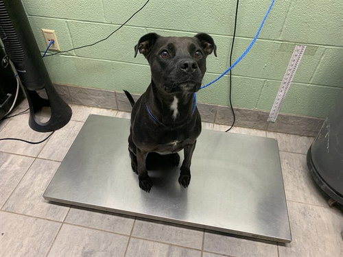 picture of the dog needing adoption