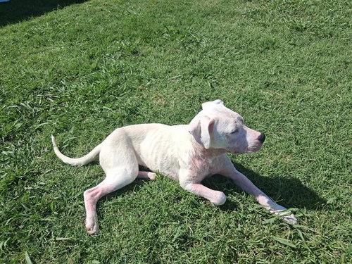 picture of the dog needing adoption
