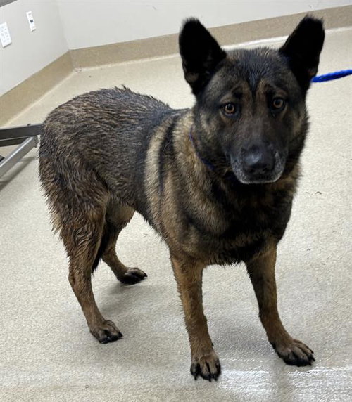 MISTY, an adoptable German Shepherd Dog in Grand Prairie, TX