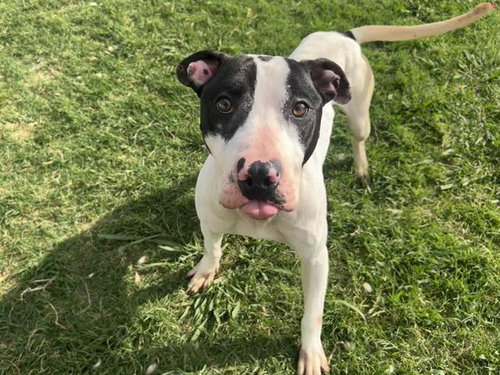 picture of the dog needing adoption